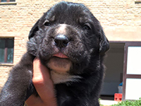 cuccioli cane corso nero